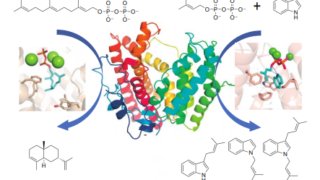 テルペン環化酵素に秘められた新規機能を発見