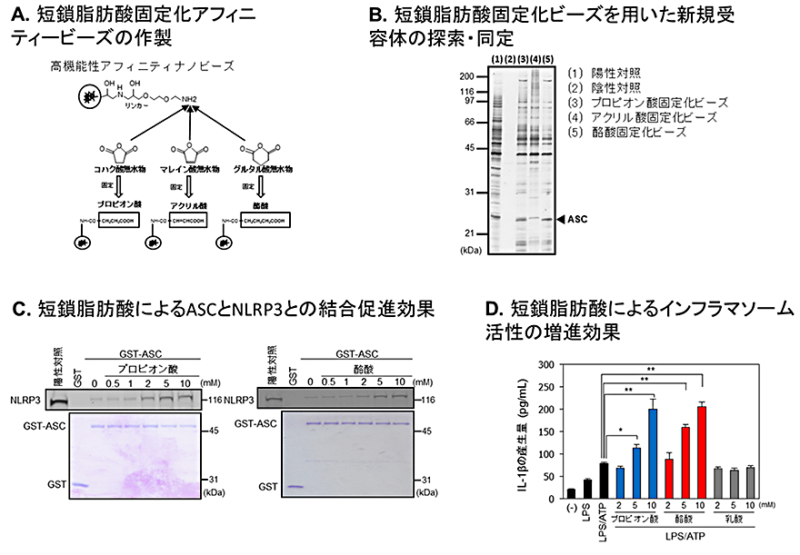 短鎖脂肪酸類による新規受容体を介したサルモネラ菌の感染防御機構を