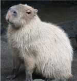 齧歯類「カピバラ」のゲノム配列決定とその進化学的解析