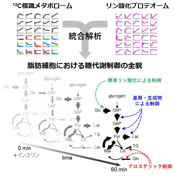 インスリン作用による脂肪細胞の糖代謝制御の全貌を解明