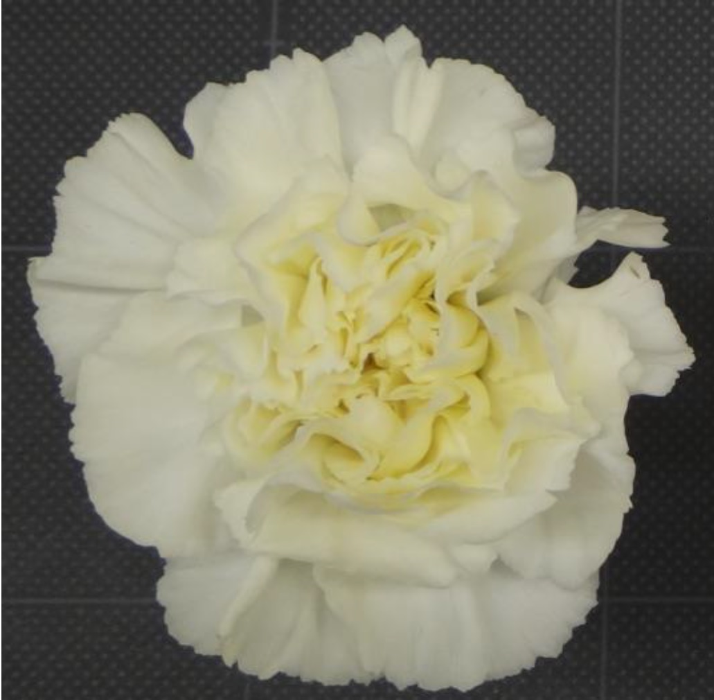 カーネーションの花にもカロテノイドの存在を発見