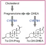 学習により海馬で合成される新しいニューロステロイドが記憶の維持に必要