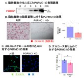 膜タンパク質PGRMC1の脂肪蓄積作用を介した肥満増進効果の解明