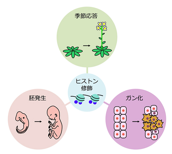 植物の季節的な応答は、動物の胚発生やガン化と共通の仕組みで起こることを解明