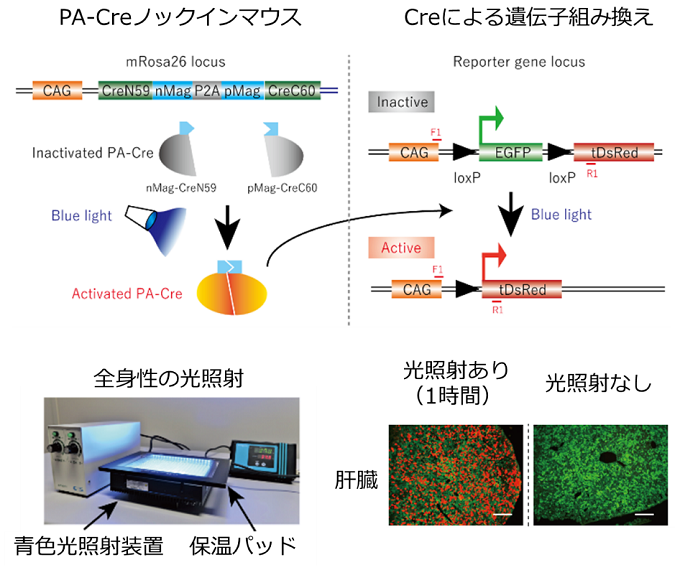 生体内の遺伝子組み換えを光で操作するマウス系統の開発