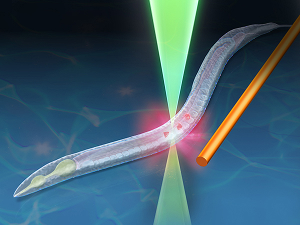 蛍光ナノダイヤモンドを用いた量子温度計により動物個体の発熱を捉えることに成功