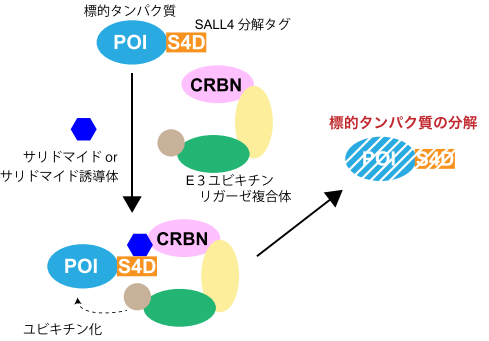 細胞内での標的タンパク質機能解析に適した新たなケミカルノックダウンシステムを開発