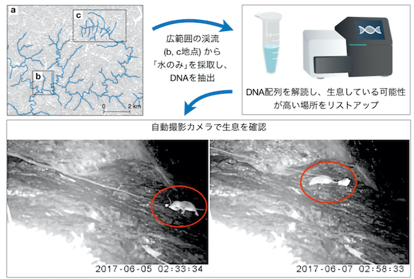 希少哺乳類の生息地を環境DNAで特定 ～希少動物の分布調査に新たな戦略～