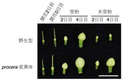 トマトが実をつけるためのエネルギー代謝の仕組みを解明