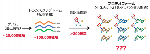身体の中のタンパク質の形態を一網打尽に調べる