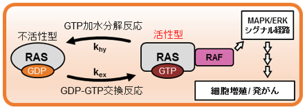 発がん性タンパク質RASの活性を制御する新たな仕組みを発見