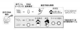 縄文人が感染していた古代ウイルスのゲノム配列を特定