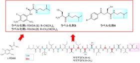 微量アミノ酸及び糖類の立体化学を高感度に検出可能な試薬の開発に成功