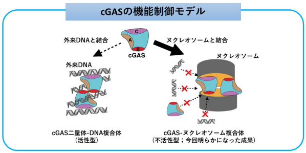 自然免疫の外来DNAセンサーcGASが自己の染色体DNAに反応しないメカニズムを解明