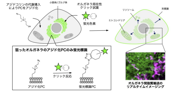 狙った細胞内小器官脂質の可視化に成功 ～オートファゴソーム形成機構解明に貢献～