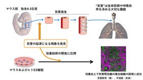 呼吸器の発生をつかさどるメカニズムの解明～発生現象の発見に基づくES細胞から気管組織の作出へ～