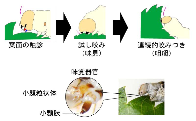 クワだけを食べるカイコの食性を実現する 「味覚の2段階認証システム」を発見