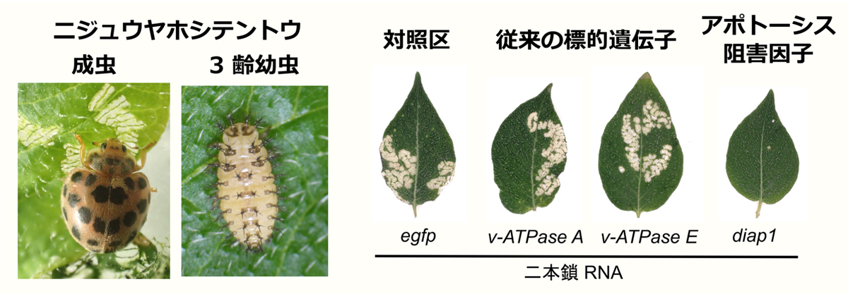 経口投与によるRNA干渉法を用いた害虫の早期食害停止の誘発に成功