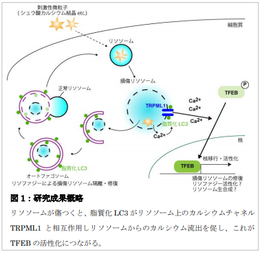 傷ついたリソソームを修復する新たなメカニズムを発見