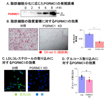 膜タンパク質PGRMC1の脂肪蓄積作用を介した肥満増進効果の解明