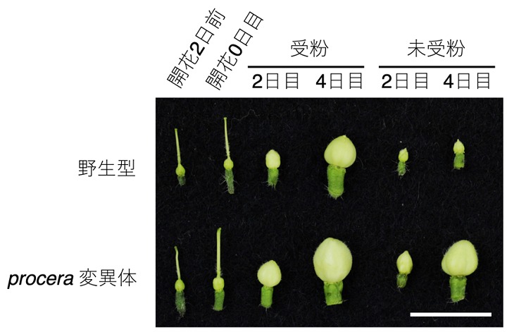 トマトが実をつけるためのエネルギー代謝の仕組みを解明