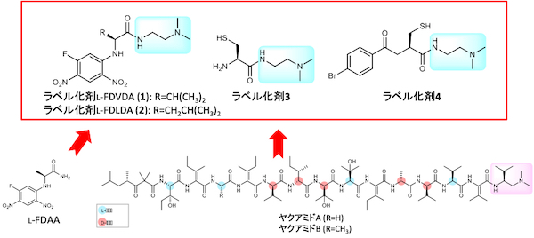 微量アミノ酸及び糖類の立体化学を高感度に検出可能な試薬の開発に成功