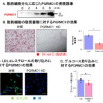 膜タンパク質PGRMC1の脂肪蓄積作用を介した肥満増進効果の解明 膜タンパク質PGRMC1の脂肪蓄積作用を介した肥満増進効果の解明