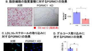 膜タンパク質PGRMC1の脂肪蓄積作用を介した肥満増進効果の解明