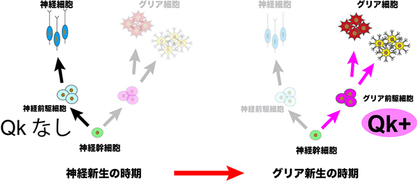 神経幹細胞の運命を決める分子を発見～脳形成機構の解明と脳腫瘍や精神疾患の治療法に期待～