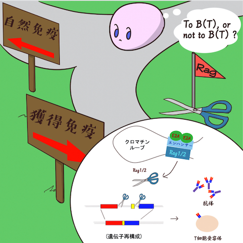 B細胞、T細胞による獲得免疫の始まりの謎を解明