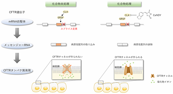 嚢胞性線維症に対する新しい治療薬を発見～スプライス制御による難病の治療～