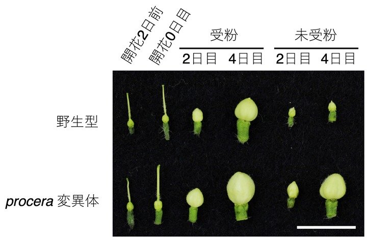 トマトが実をつけるためのエネルギー代謝の仕組みを解明