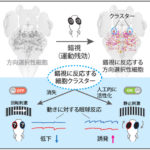目の錯覚から紐解く脳の仕組み～錯視を用いた視覚神経回路の「要所」の発見～