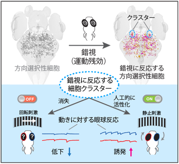 目の錯覚から紐解く脳の仕組み～錯視を用いた視覚神経回路の「要所」の発見～