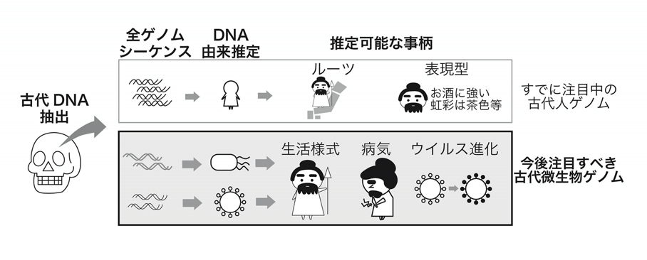 縄文人が感染していた古代ウイルスのゲノム配列を特定