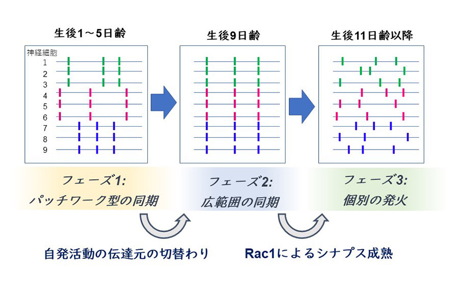 発達期のマウス体性感覚野に見られる自発活動の 空間パターン遷移 発達期のマウス体性感覚野に見られる自発活動の 空間パターン遷移
