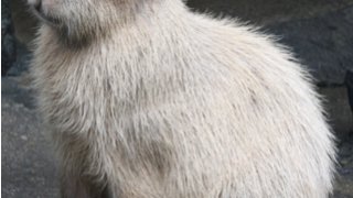 齧歯類「カピバラ」のゲノム配列決定とその進化学的解析