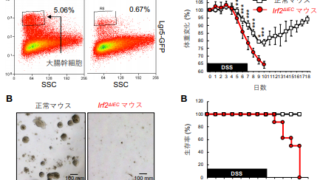 機能的な大腸幹細胞を維持するための新たな仕組みを発見～炎症性腸疾患の発症原因解明に期待～