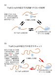 タンパク質・DNA間の結合に新機構を発見 分子の揺らぎを利用する化学ラチェットの可能性