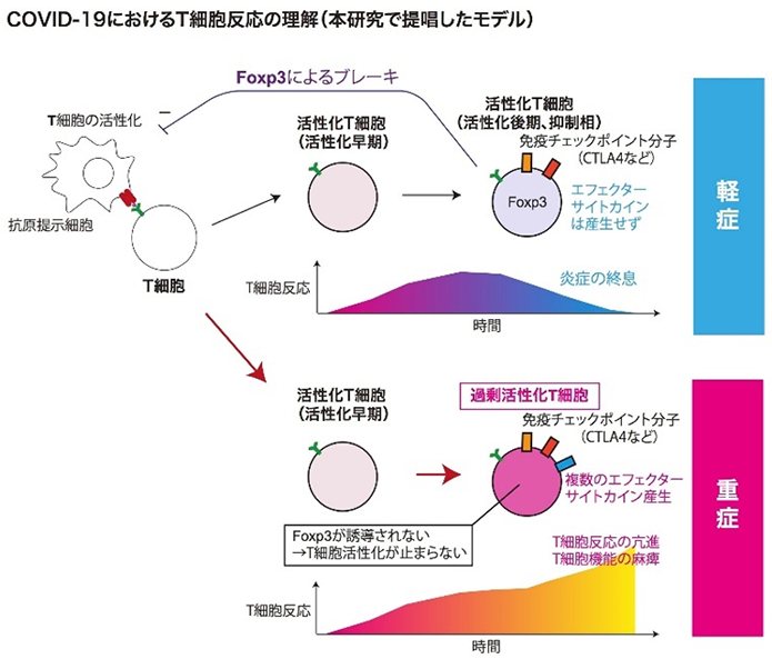 新型コロナウイルス感染症の重症化に特徴的なT細胞の異常を発見