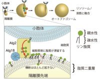 オートファゴソーム膜を伸ばす仕組みを解明 ～オートファジー最後の未知たんぱく質の正体が明らかに～
