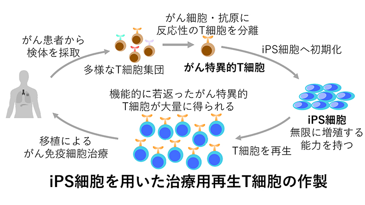 Ips細胞由来再生t細胞を用いた個別化がん免疫療法に関する共同研究について テック・アイ生命科学