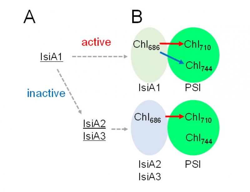 鉄欠乏環境で耐え忍ぶための光合成反応：isiA遺伝子の多様な発現機構と機能の解明