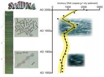 環境DNA技術により海底堆積物から過去300年にわたる魚のDNAを発見！