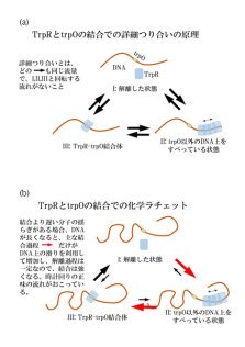 タンパク質・DNA間の結合に新機構を発見 分子の揺らぎを利用する化学ラチェットの可能性