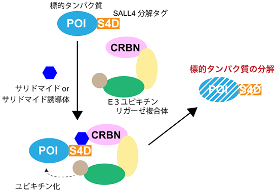 細胞内での標的タンパク質機能解析に適した新たなケミカルノックダウンシステムを開発