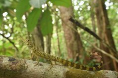 「繁殖様式の進化が特定の⽣息環境と⾏動を基盤に⽣じる」という仮説を発表