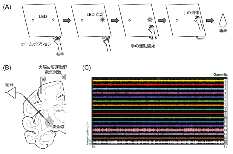 大脳基底核の神経細胞が運動のコントロールに関する情報を伝えるしくみを解明