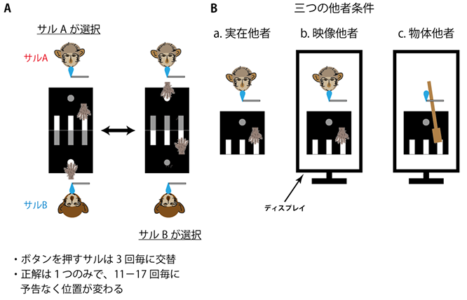 他者の行動を処理・活用する神経回路が明らかに