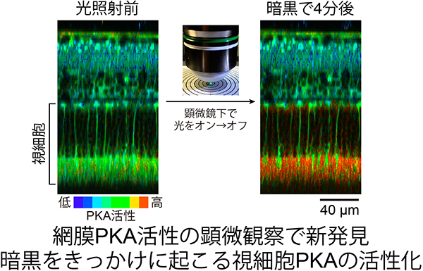 網膜の知られざる光応答を顕微鏡観察で発見～光センサー細胞が暗黒に反応した～
